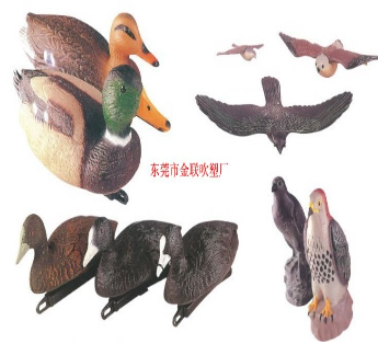 鸟类3